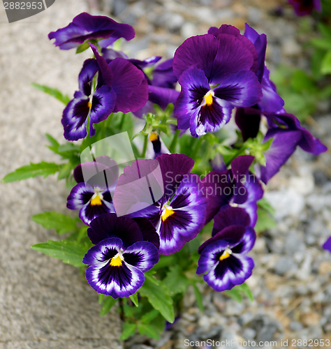 Image of Purple Blue Pansy