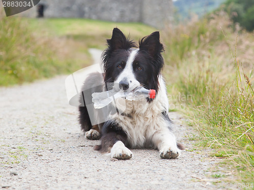 Image of Border collie sheepdog waiting