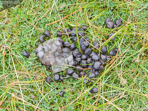Image of Black color sheep excrement