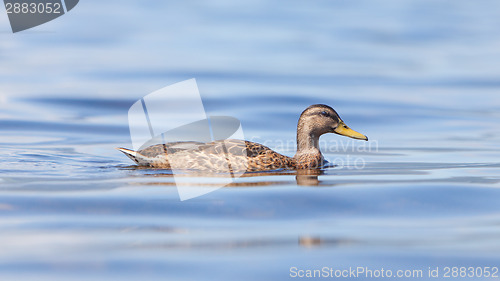 Image of Mallard - Anas platyrhynchos