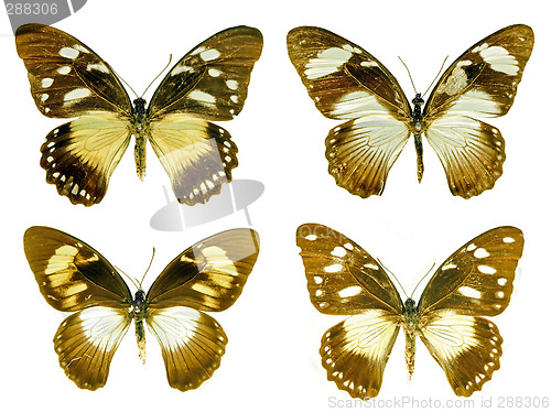 Image of Butterfly isolated