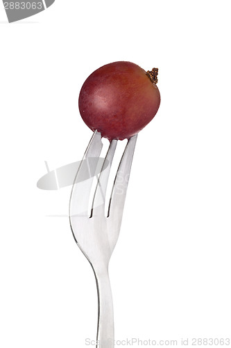 Image of Red Globe grape held by a fork