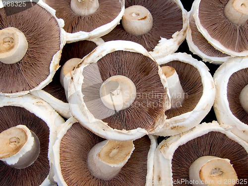 Image of Portobello mushrooms