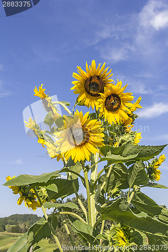 Image of Sunflowers