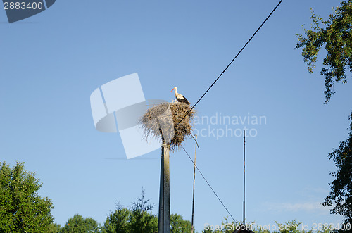 Image of stork nest on electric pole on blue sky background 