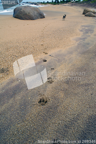 Image of Dog on the beach