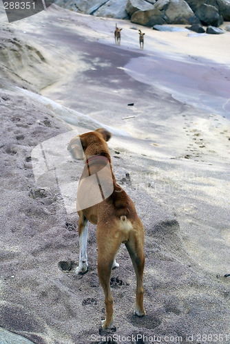 Image of Dogs on the sea shore