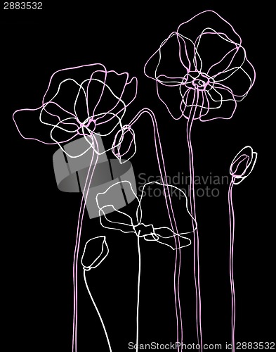 Image of Pink  poppies on a black background