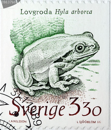 Image of Frog Stamp