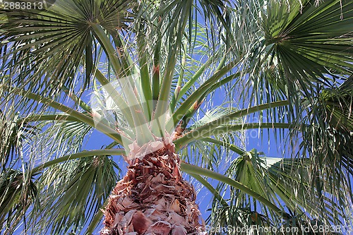 Image of Palm Tree