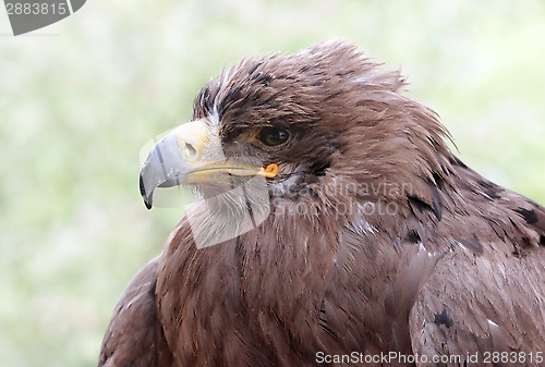 Image of Old Golden Eagle