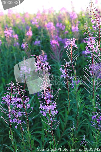 Image of Wild flower Willow-herb in the evening field