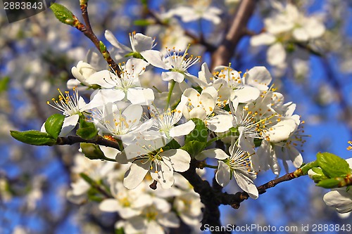 Image of Beautiful white flowers of spring tree