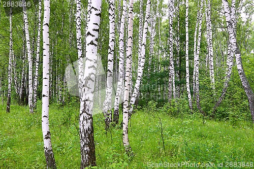 Image of Beautiful birch trees