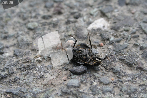 Image of dead fly