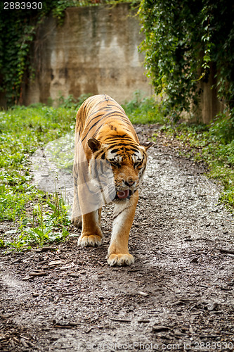 Image of Bengal tiger 