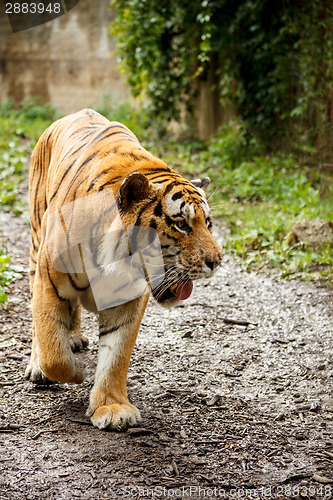 Image of Bengal tiger 