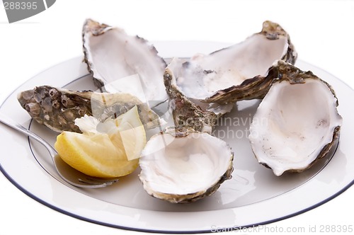 Image of Empty Oyster Shells
