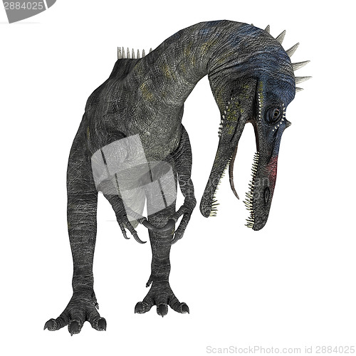 Image of Suchomimus Tenerensis