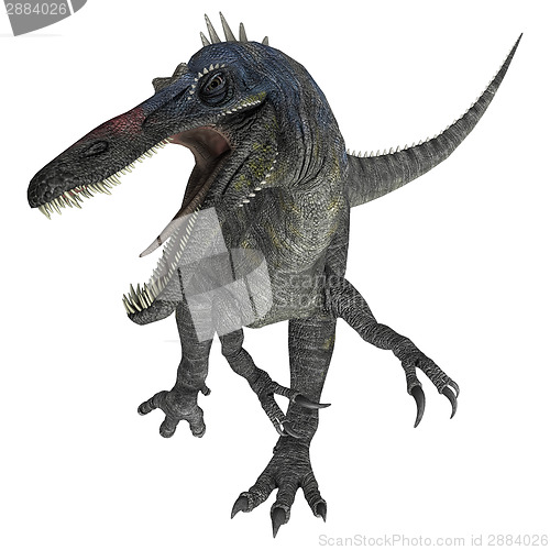 Image of Suchomimus Tenerensis