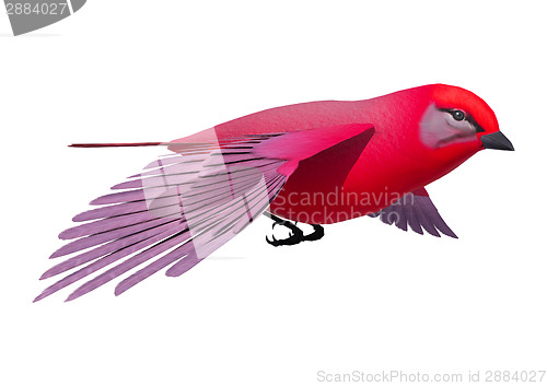 Image of Songbird Tanager
