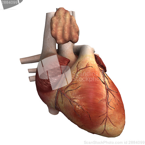 Image of Human Heart