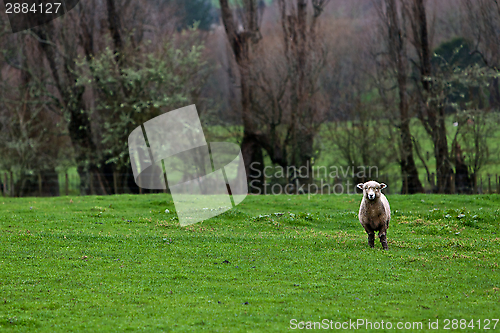 Image of Sheep 