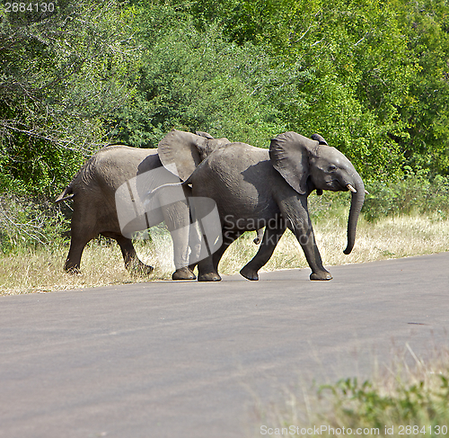 Image of Elephants