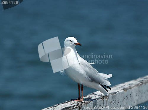 Image of Seagull