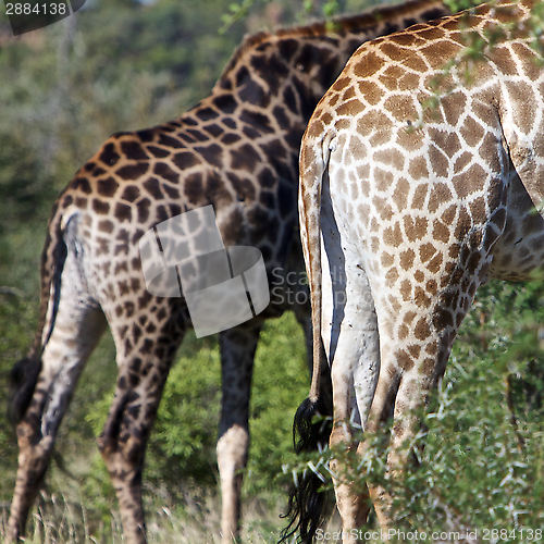 Image of Giraffe's