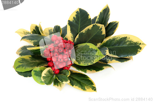 Image of Variegated Holly