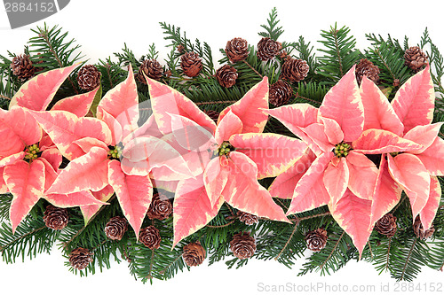Image of Pink Poinsettia Flowers