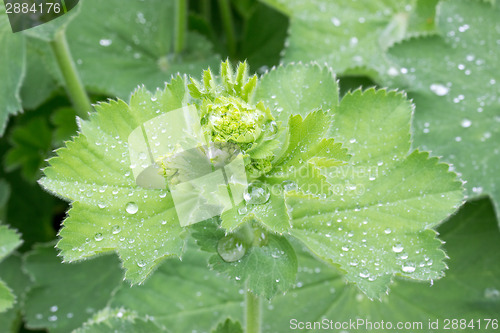Image of Lady's mantle
