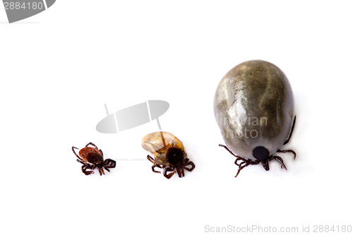 Image of Different ticks