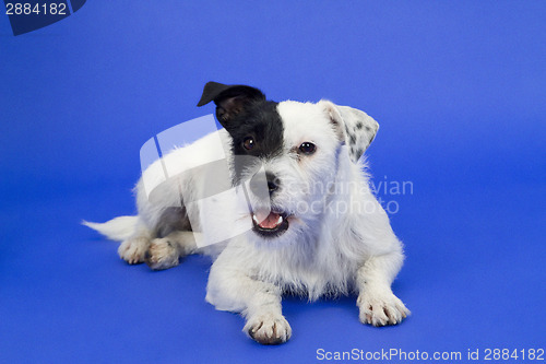 Image of Black and white dog on blue background