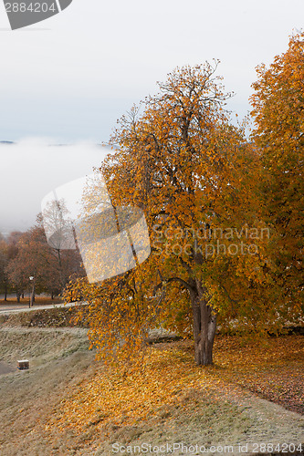 Image of Autumn colors in the leaves