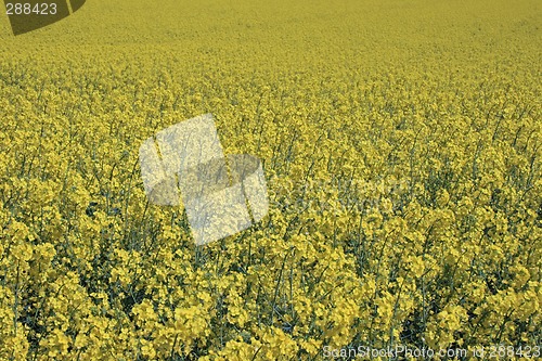Image of rape field