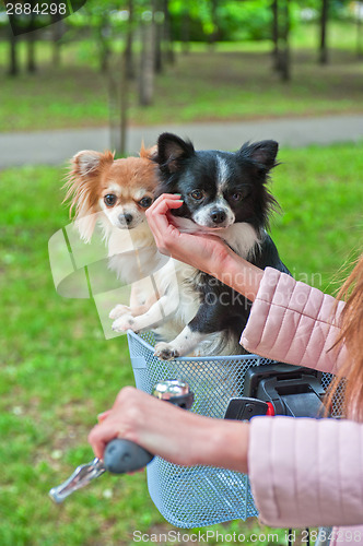 Image of bicycle walking with dogs