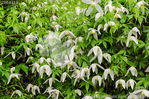 Image of climber plant with white flowers during heavy rain 