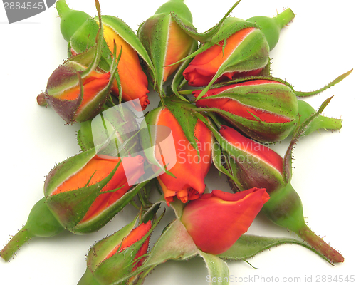 Image of Many rose buds arranged together on white