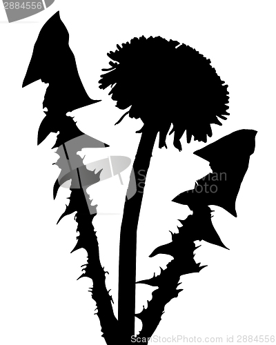 Image of Dandelion