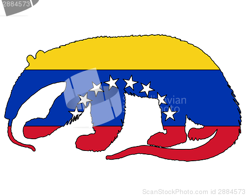 Image of Anteater  Venezuela 