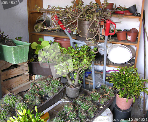 Image of A storage room or cellar for overwintering plants 