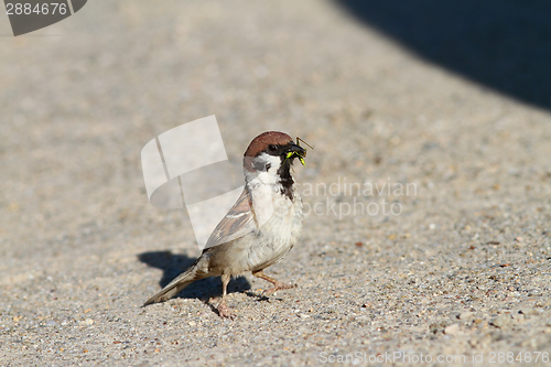 Image of sparrow eating grasshopper