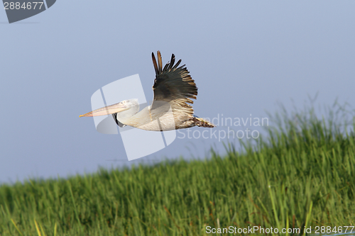 Image of pelican in flight over reeds