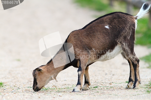 Image of young goat eating on gravel