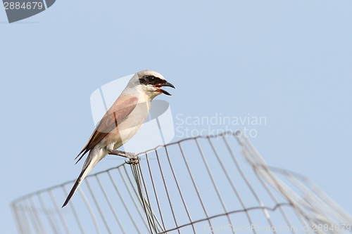 Image of lanius collurio on abandoned wire fence