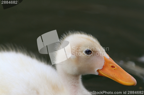 Image of duckling portrait