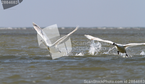 Image of two mute swans taking off