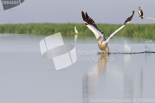 Image of pelican taking flight from water 